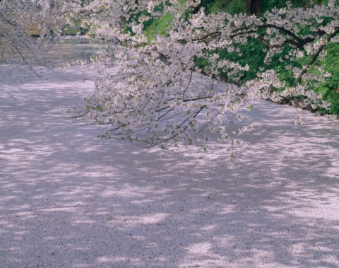 桜と落花