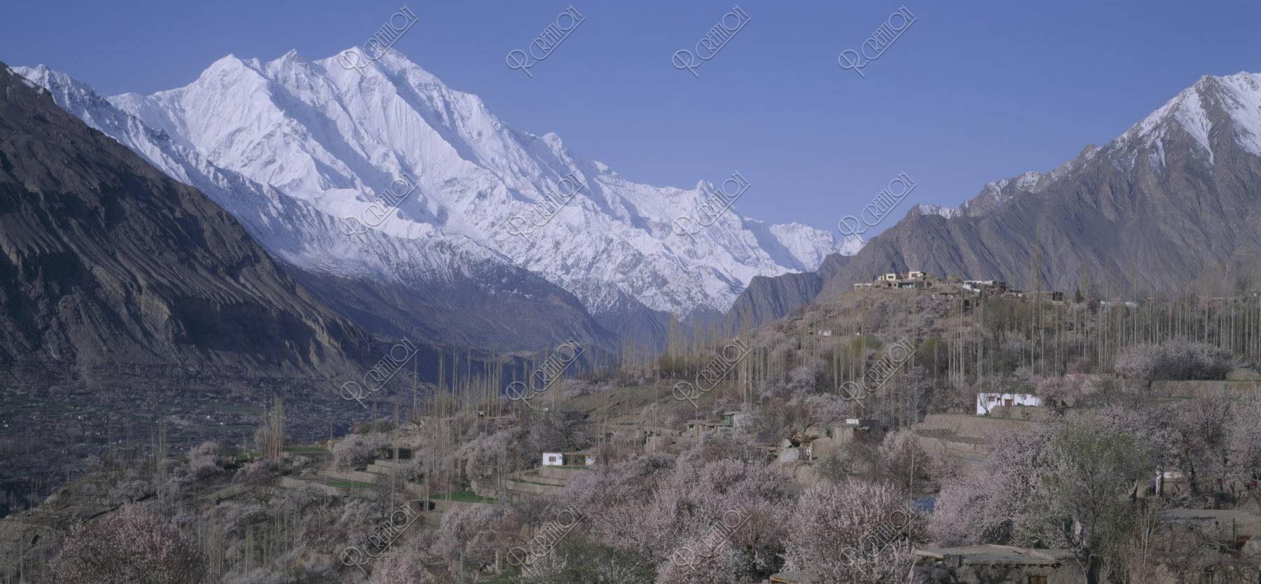 フンザ村のアンズとラカポシ山 パキスタン