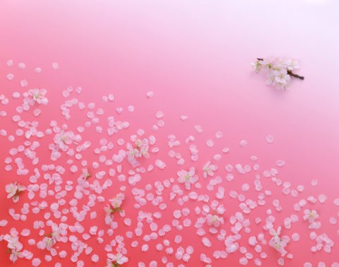 和風イメージ 桜