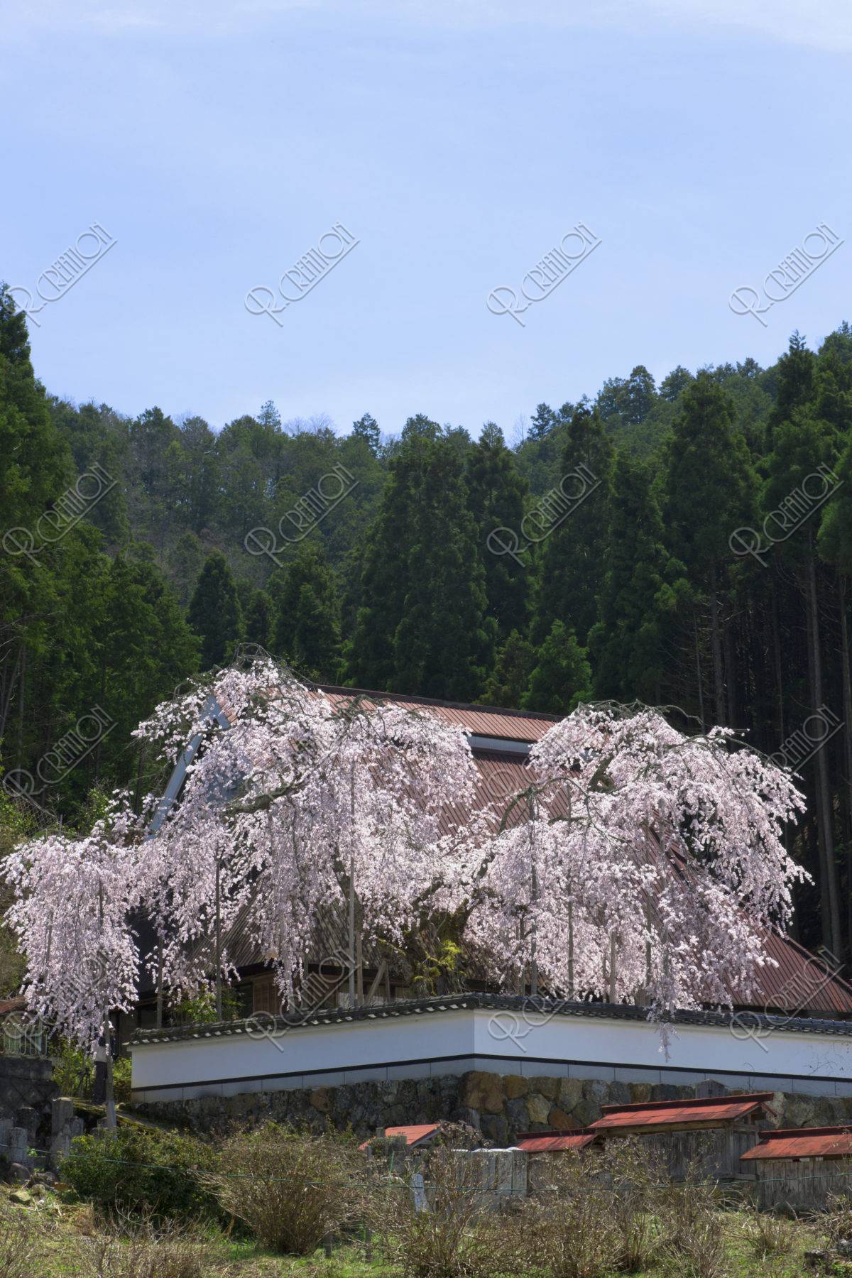 福徳寺 桜と北山杉