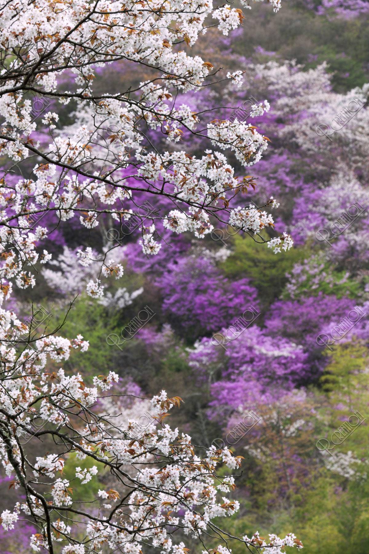 高雄 桜とミツバツツジ