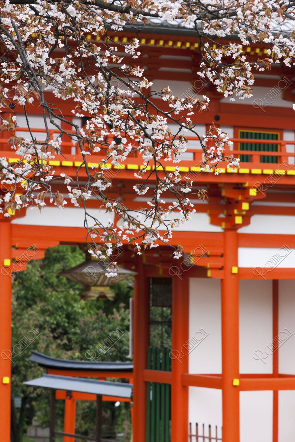 新日吉神宮 桜