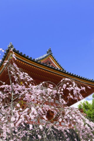 仁和寺 桜 世界遺産