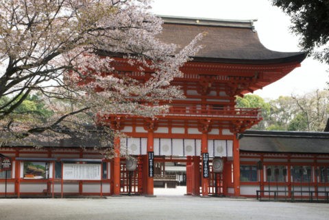 下鴨神社 桜 世界遺産