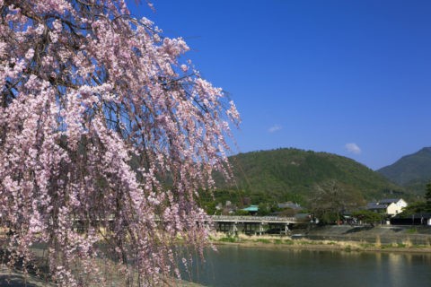渡月橋 小倉山と桜