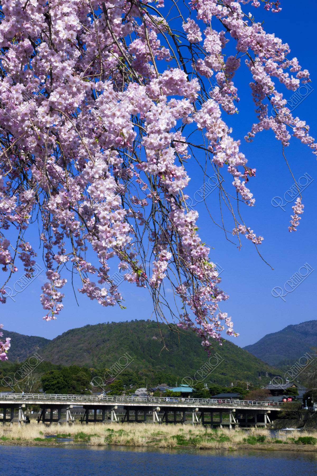 渡月橋 小倉山と桜