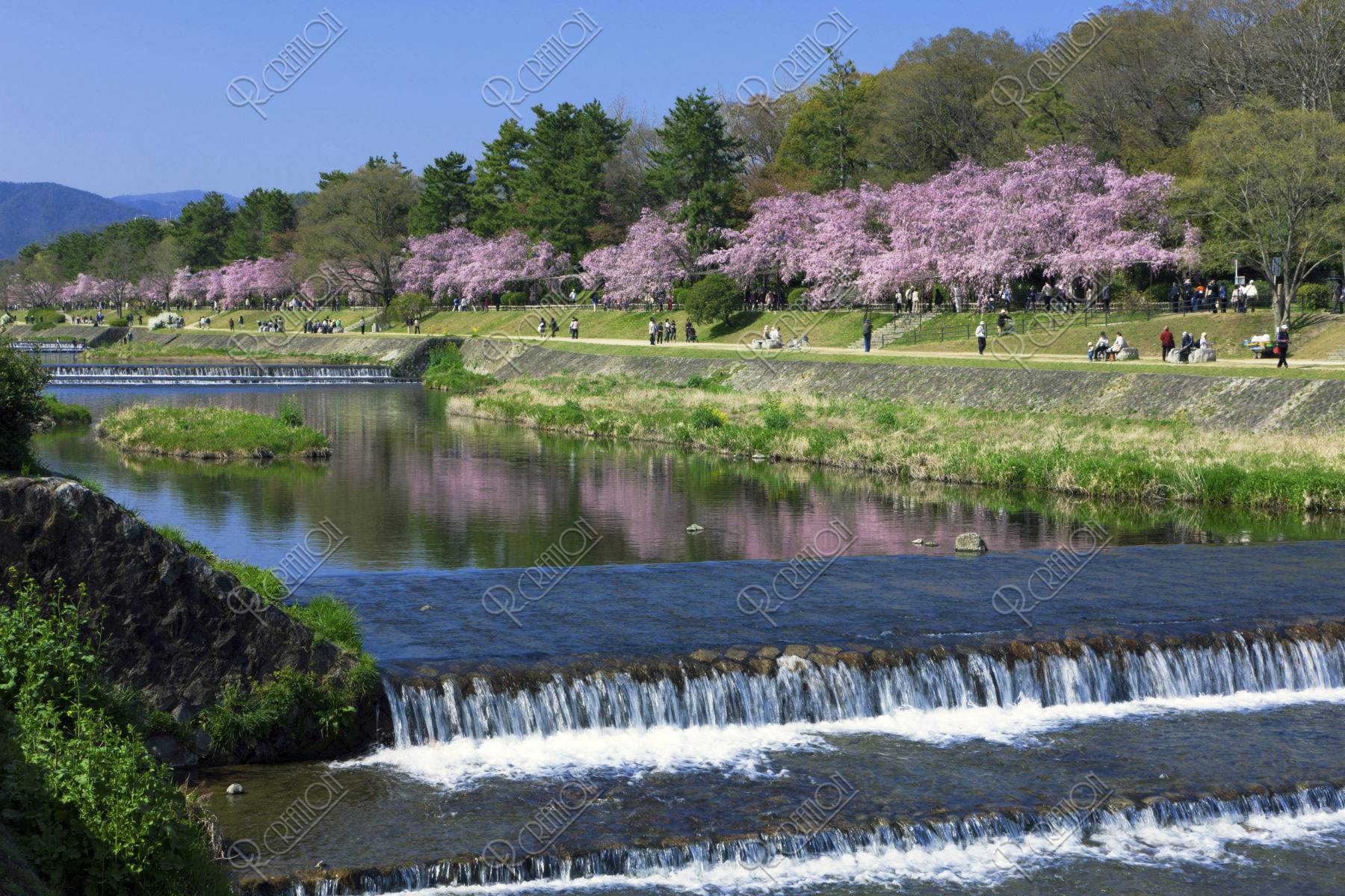 賀茂川 半木の道と桜