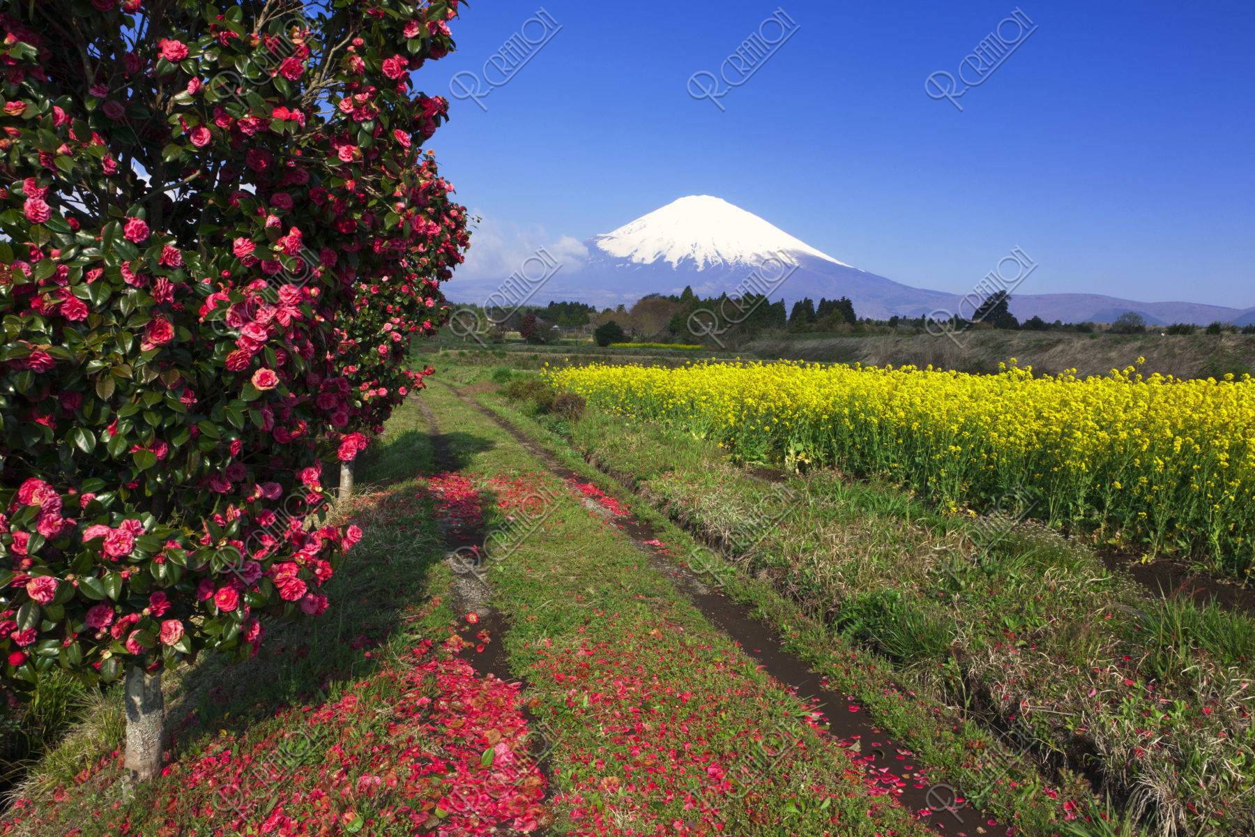 富士山 椿と菜の花