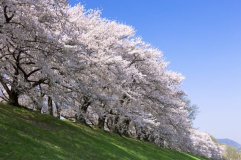 背割堤 桜