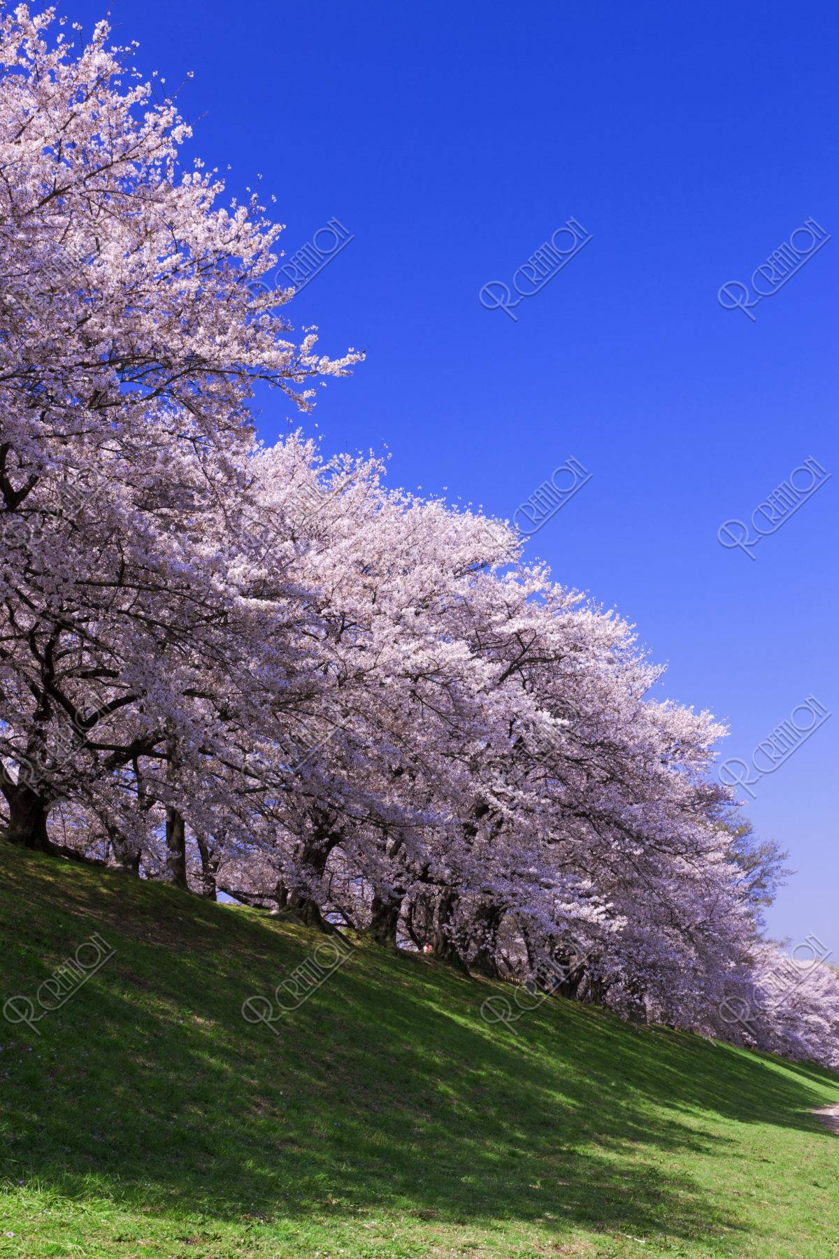 背割堤 桜