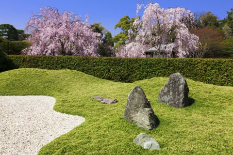 楽水苑 桜