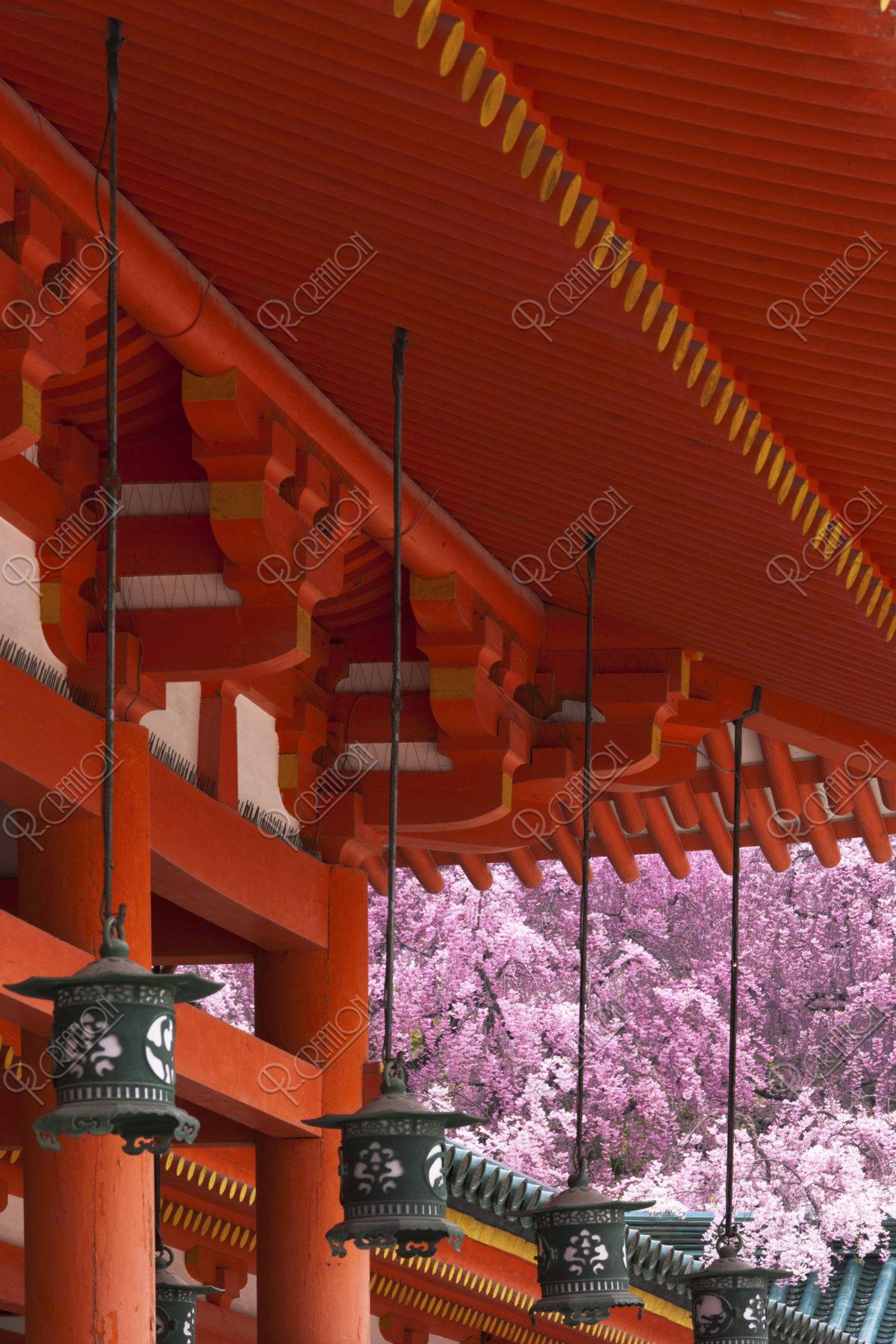 平安神宮 桜