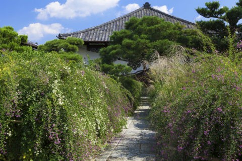常林寺の萩