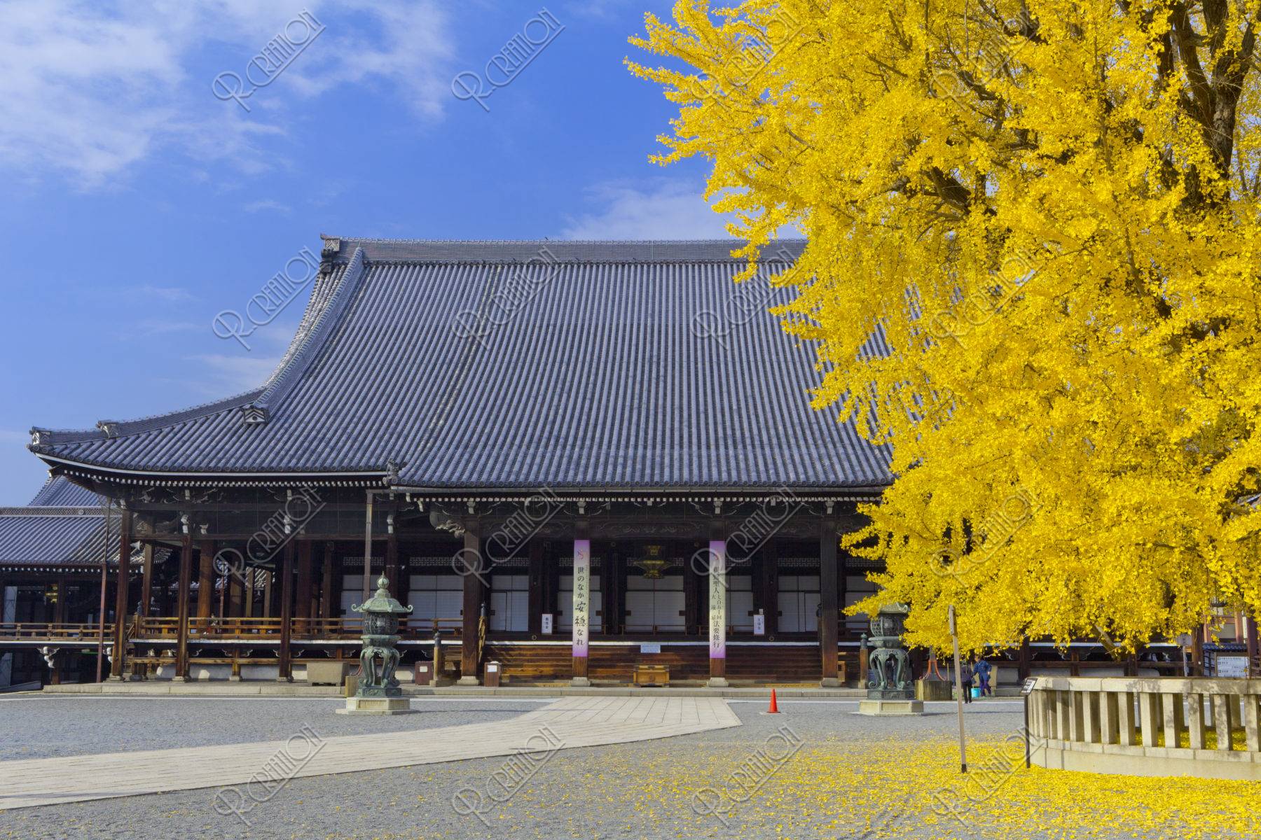 西本願寺 銀杏