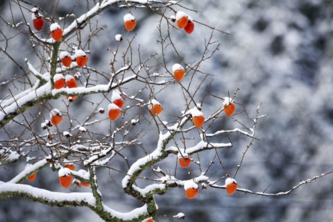雪積もる柿
