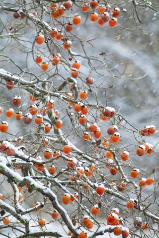雪積もる柿
