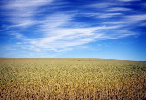 麦畑と筋雲