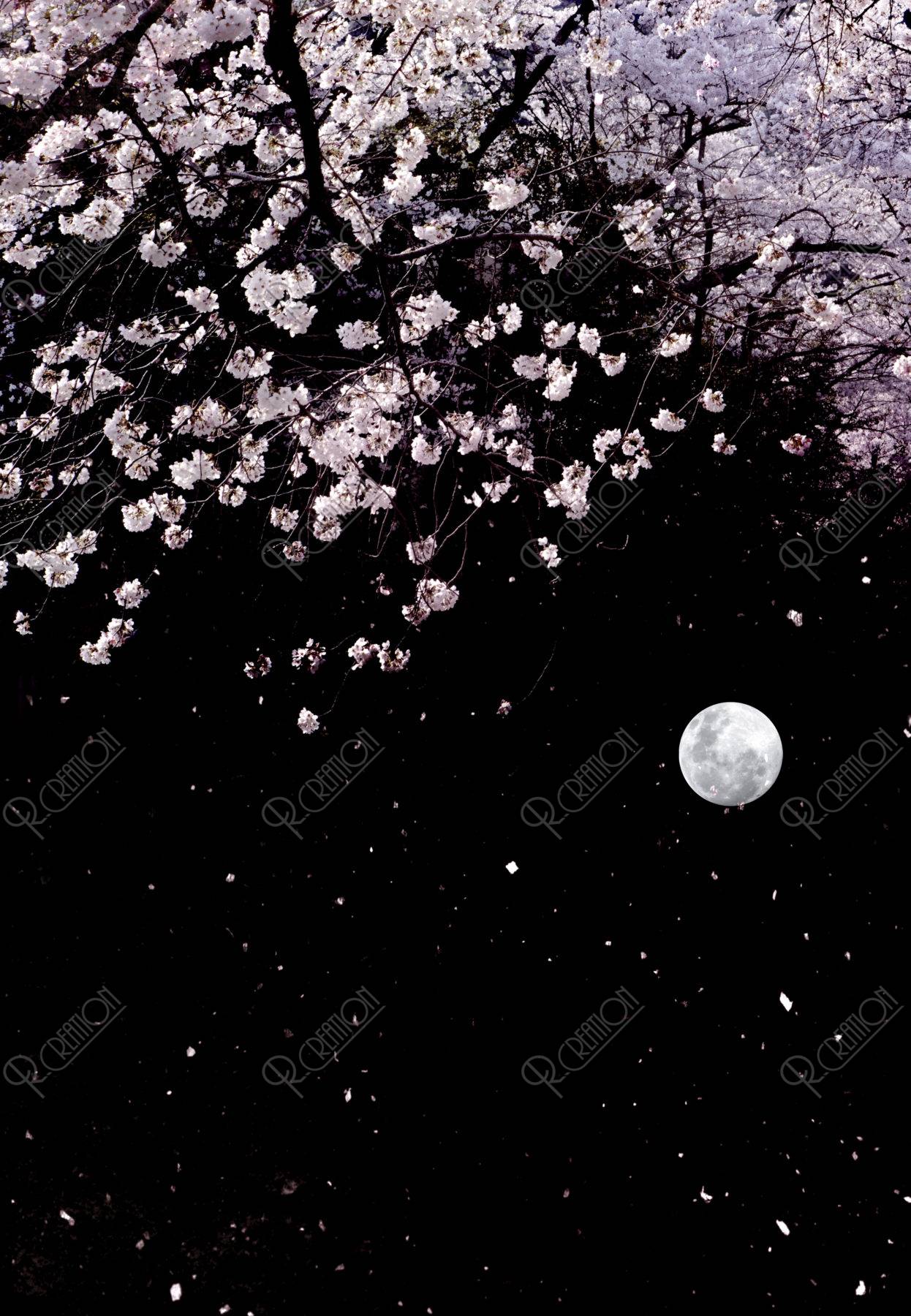 黒バックに桜と月の和風イメージ