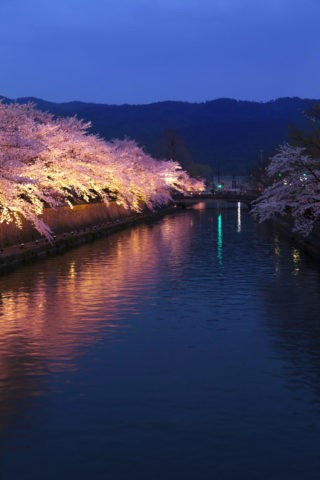 岡崎 疎水の夜桜
