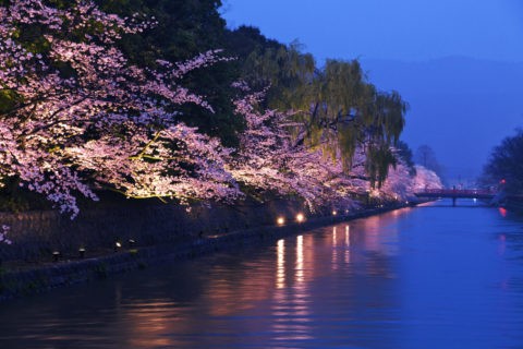 岡崎 夜桜