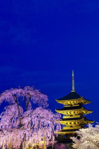 東寺 夜桜