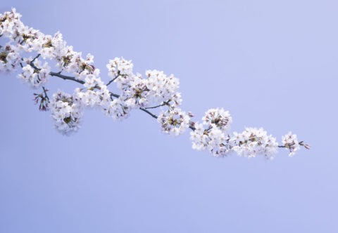 青背景に一本の桜の枝