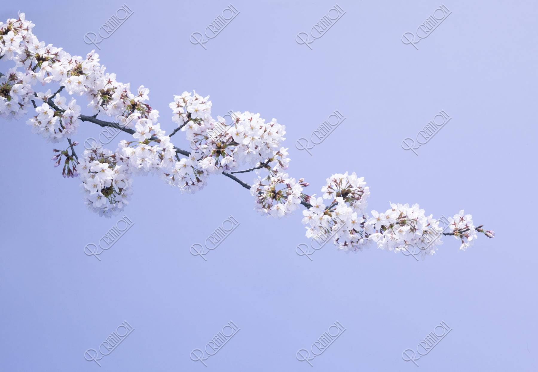 青背景に一本の桜の枝 写真 アールクリエーション