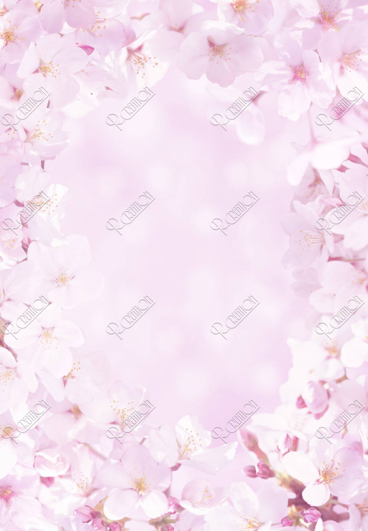 ピンクの桜のフレーム