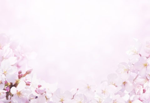 ピンクの光に包まれた桜のイメージ
