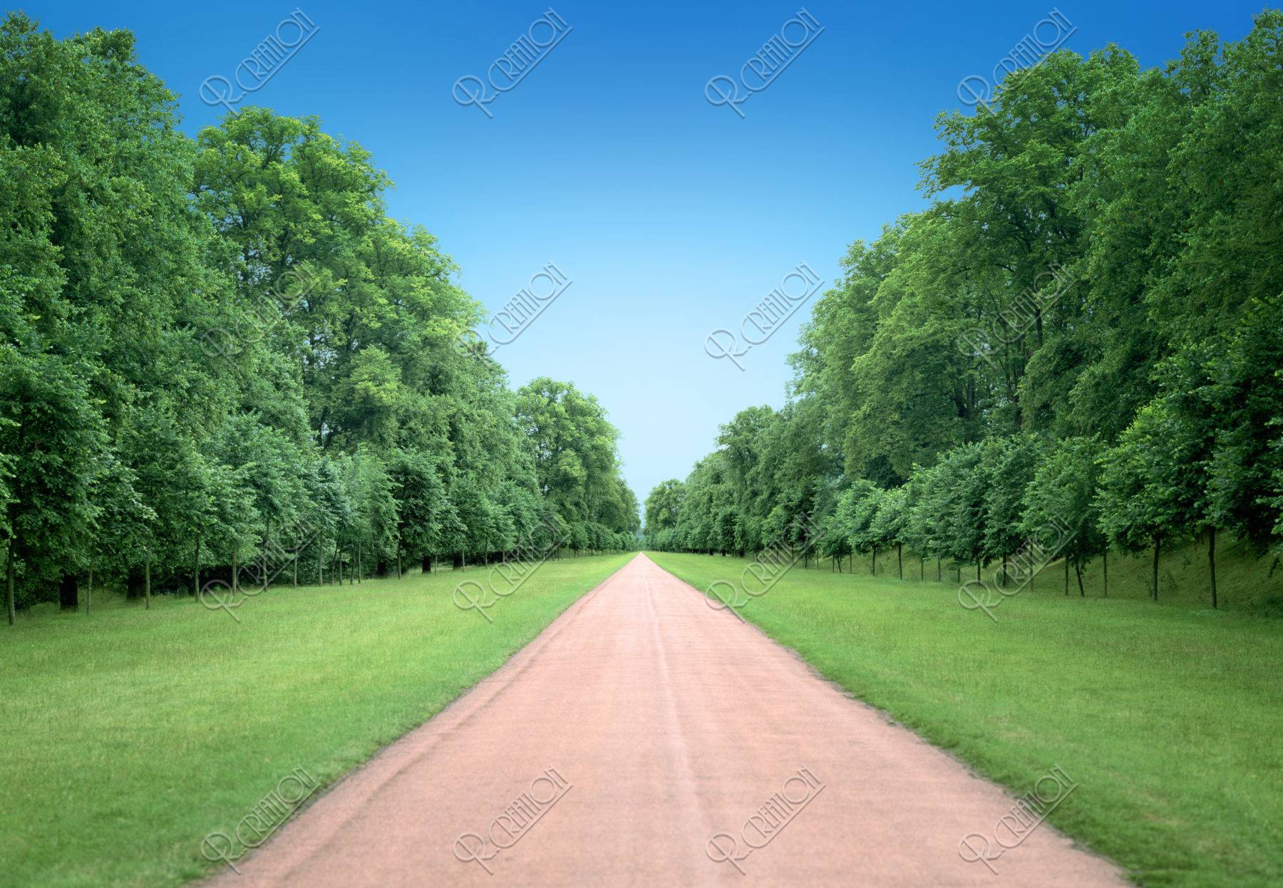 木立をまっすぐ抜ける一本の道