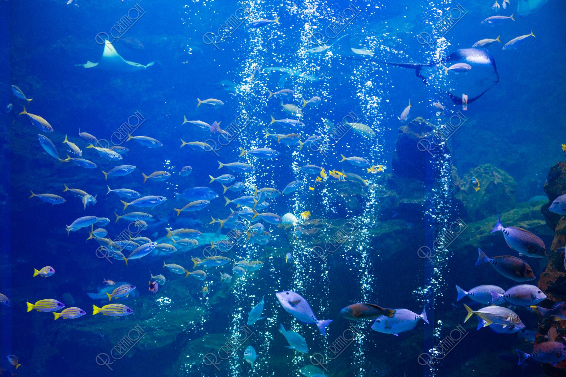 京都水族館 ストックフォト アールクリエーション