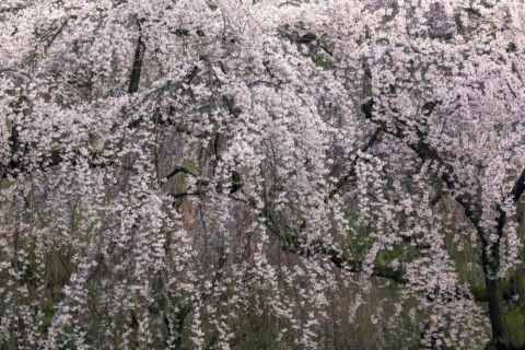 京都御苑 近衛邸跡の桜