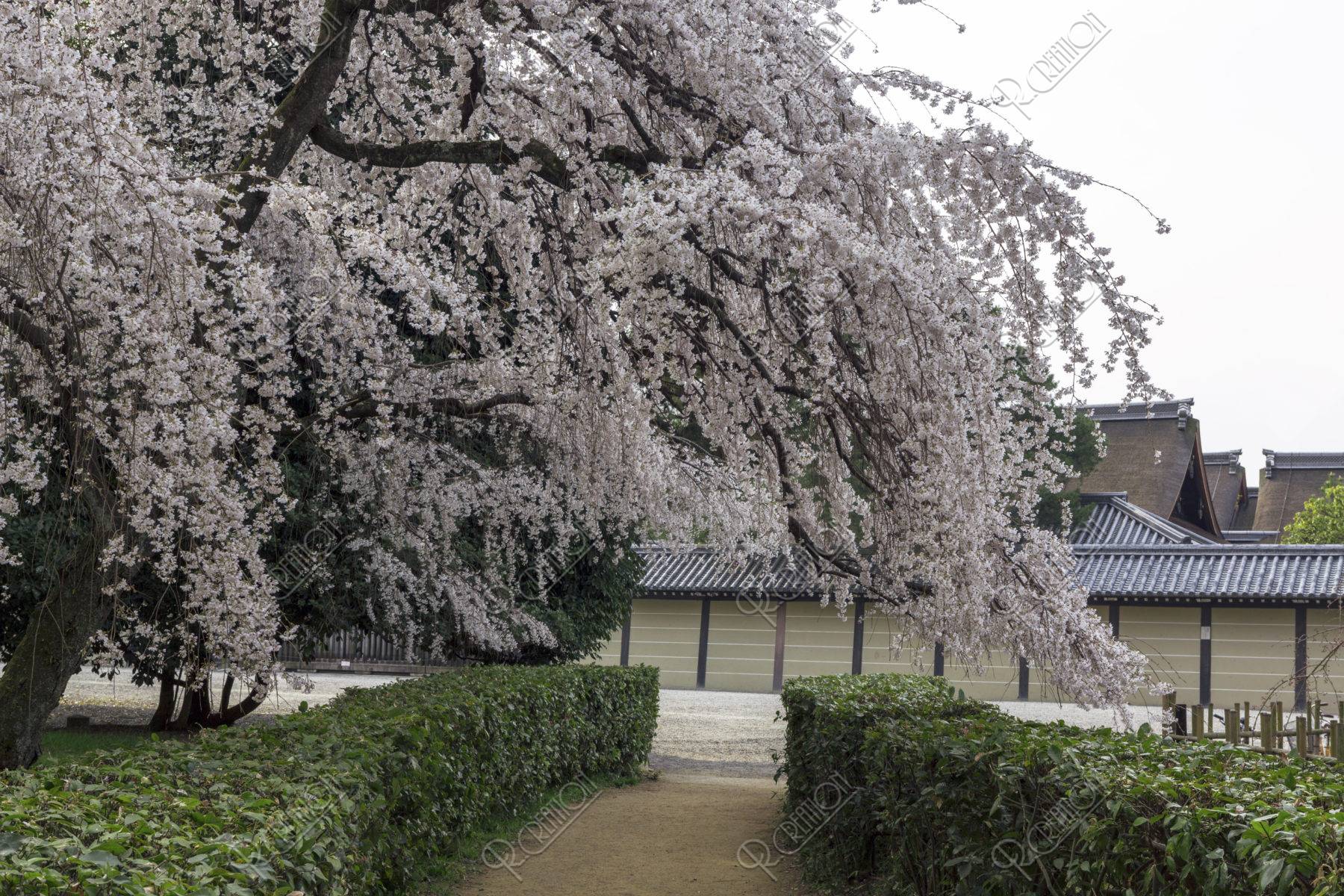 京都御苑 近衛邸跡の桜 ストックフォト アールクリエーション