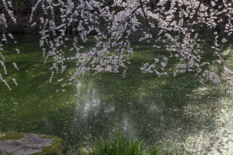 京都御苑 近衛邸跡の桜