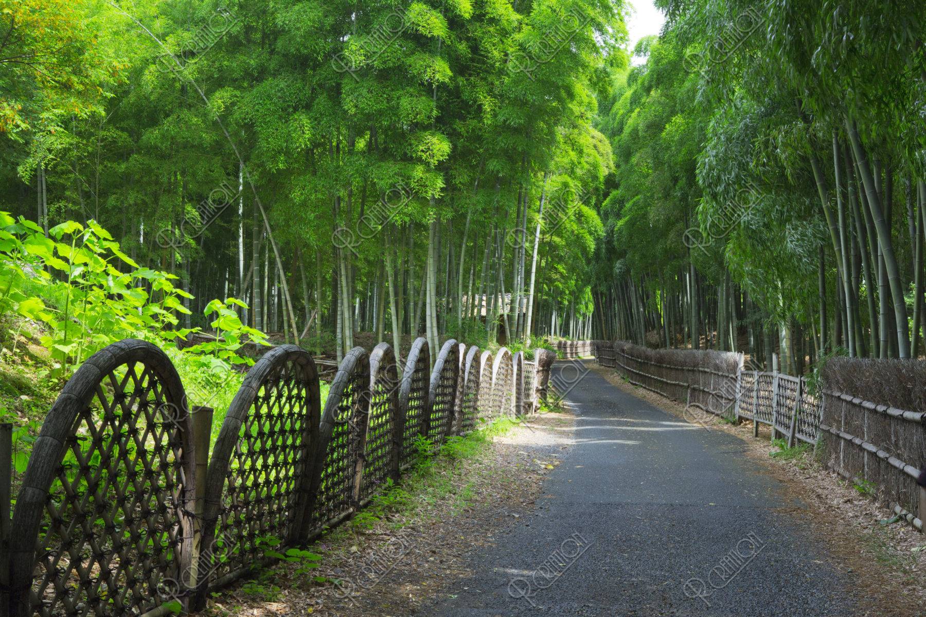 涼を感じられる名所「竹林の道」 | caedeKyoto[カエデ京都] 紅葉と伝統美を引き継ぐバッグ