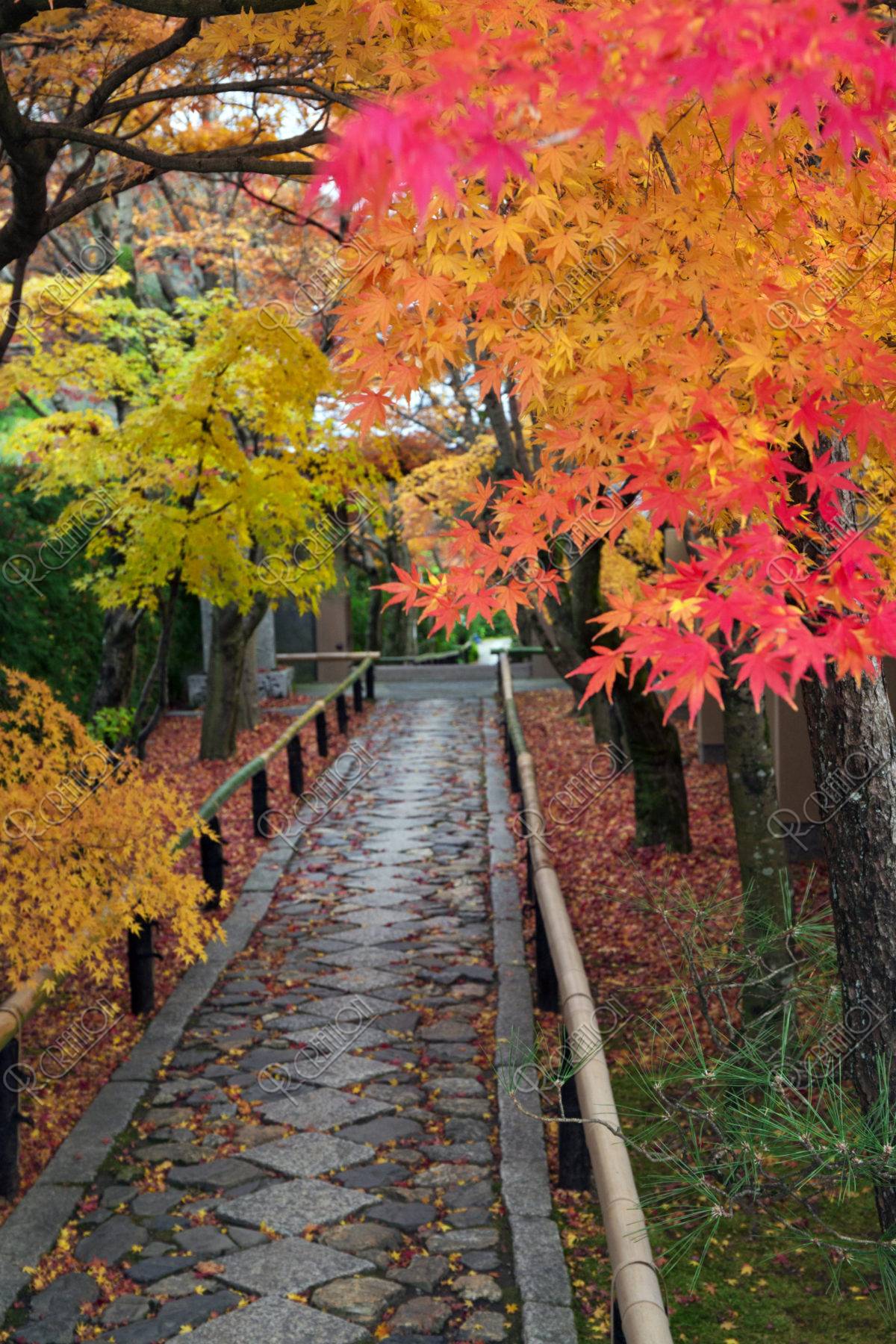 光悦寺 紅葉 ストックフォト アールクリエーション