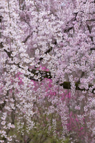 近衛邸跡 枝垂れ桜