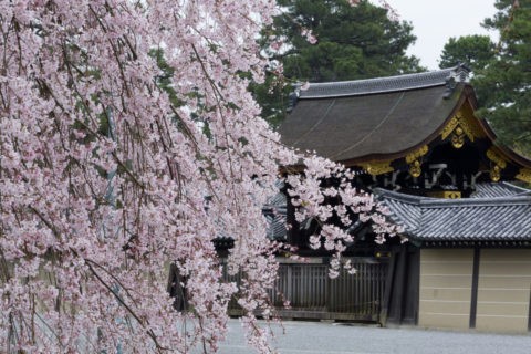 京都御苑 桜