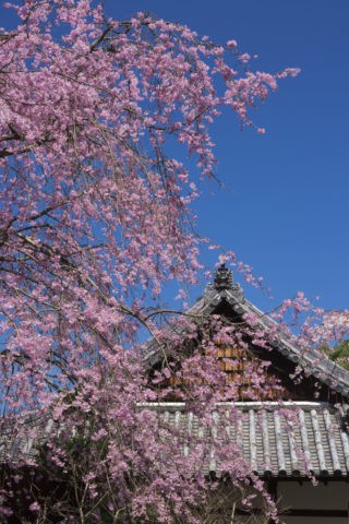 宇治恵心院 桜