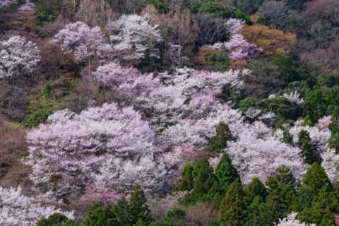 嵐山 桜