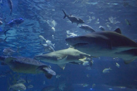 釜山アクアリウム サメ