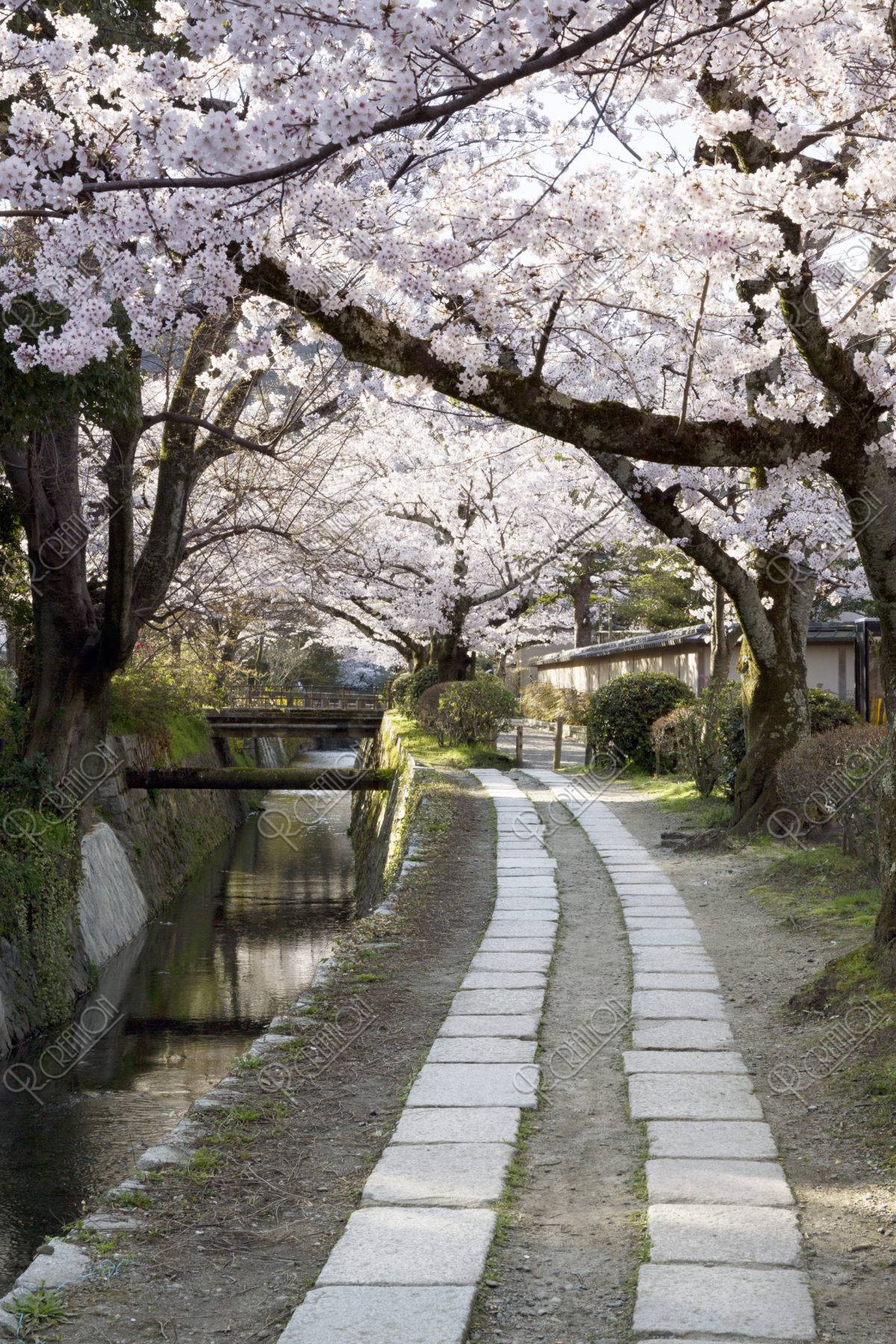 哲学の道の写真 - 京都の観光地 - 京都観光ネット