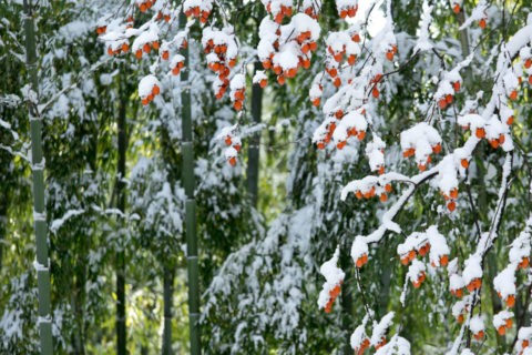 柿と雪