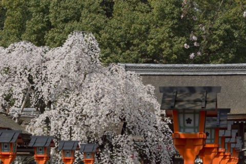 平野神社 桜