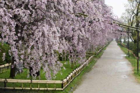 半木の道 桜並木
