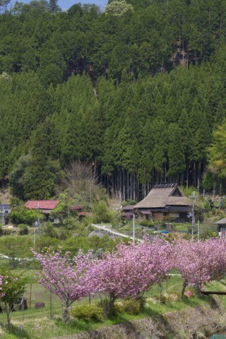 茅葺き民家と桜