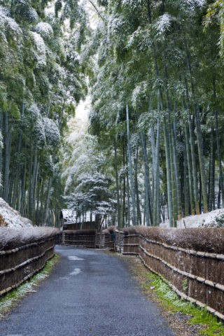 竹林と雪