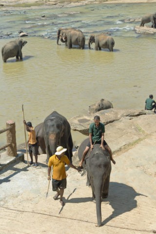 象の水浴び