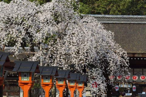 平野神社 桜