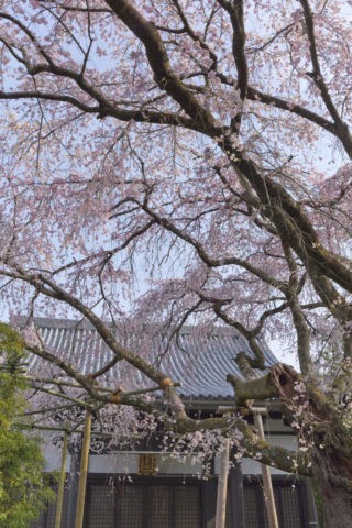 西迎寺 桜